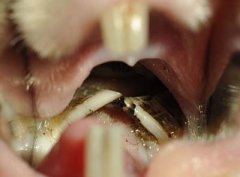 Zahnbrückenbildung Meerschwein